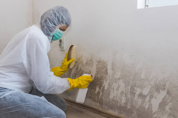 Best Residential Mold Removal  in Sparta, WI
