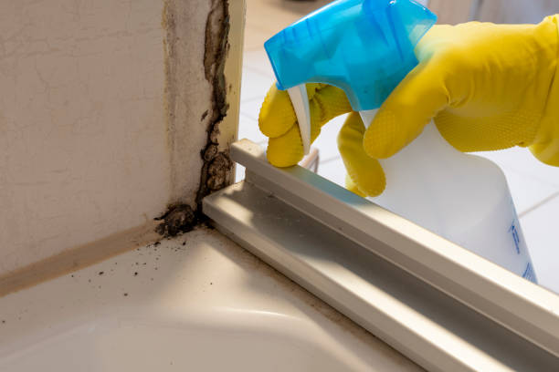 Best Commercial Mold Removal  in Sparta, WI