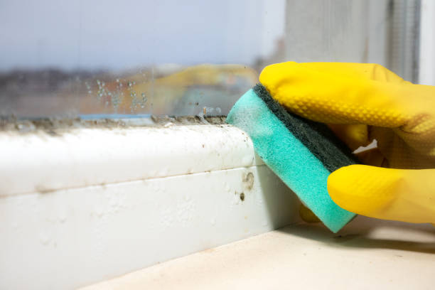 Best Commercial Mold Removal  in Sparta, WI