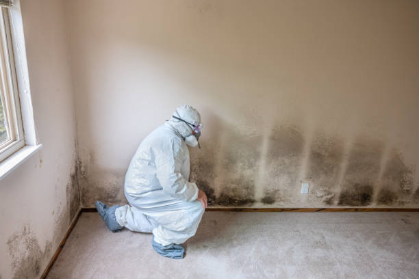 Best Attic Mold Removal  in Sparta, WI