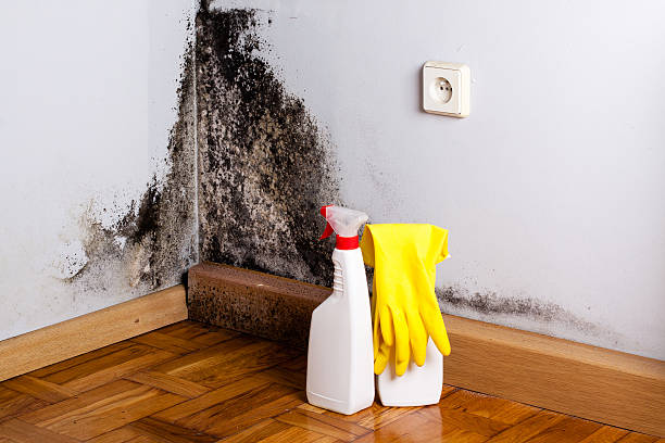 Best Mold Testing  in Sparta, WI