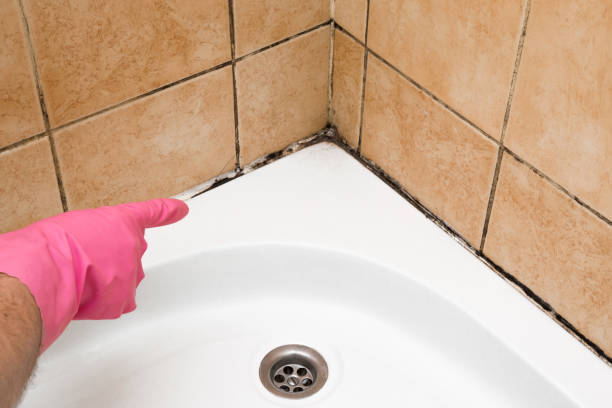 Best Certified Mold Removal  in Sparta, WI